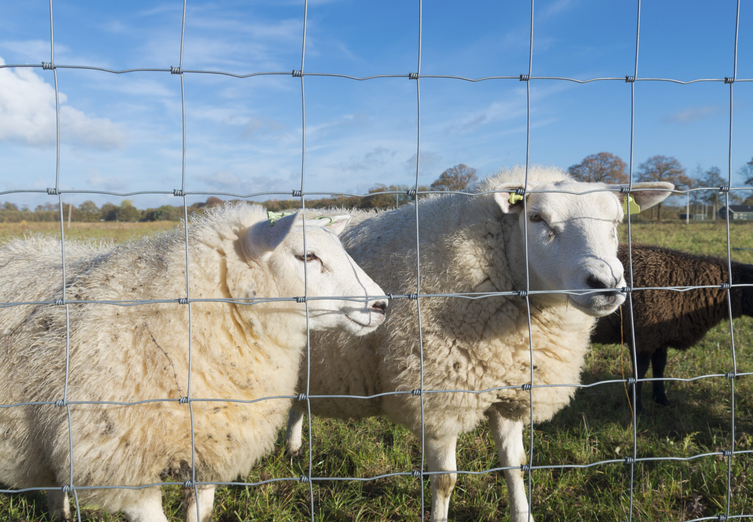 Grillage Mouton – Lavaud Piquets